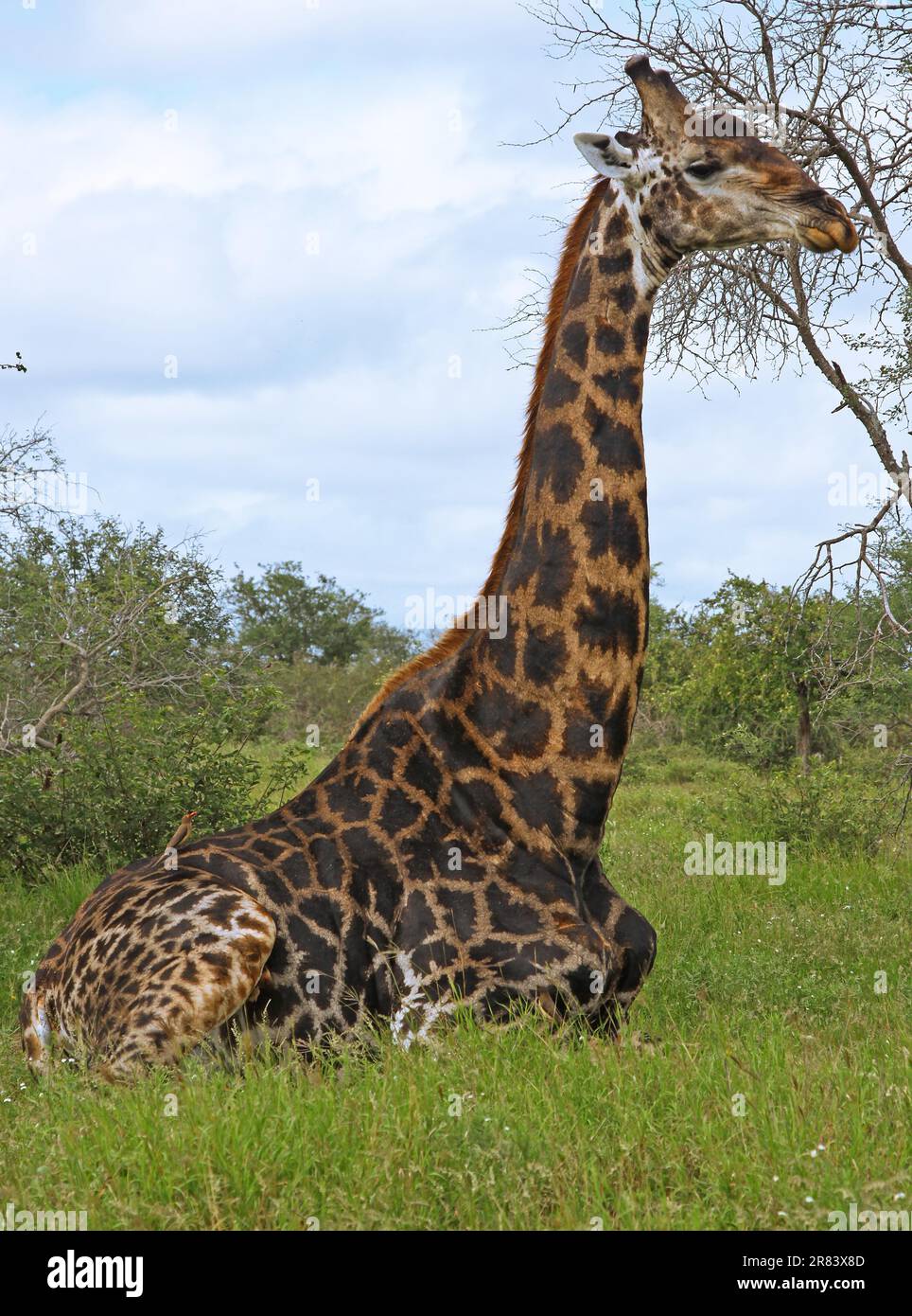 Sitzende Giraffe, Krugerpark, S Foto Stock