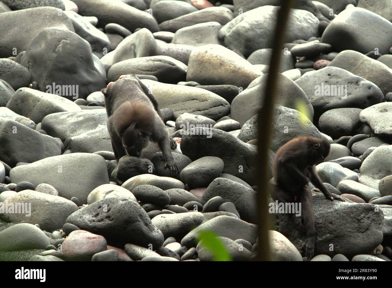 I macachi neri di Sulawesi (Macaca nigra) si trovano su una spiaggia rocciosa nella Riserva Naturale di Tangkoko nel Nord Sulawesi, Indonesia. Almeno dal 1997, gli scienziati stanno esaminando i possibili effetti del cambiamento climatico sui primati del mondo, con i risultati che sta presumibilmente cambiando i loro comportamenti, le loro attività, i cicli riproduttivi, la disponibilità di cibo e la gamma di foraggio. Foto Stock