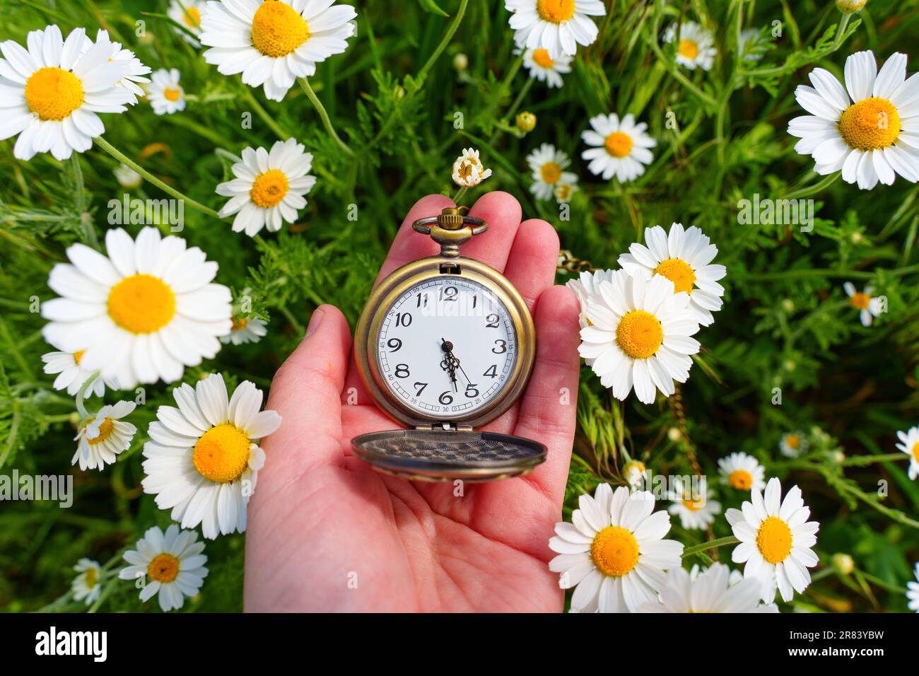 Il segnatempo vintage si trova nel palmo di una mano, circondato da un pittoresco campo di margherite in fiore. Foto Stock