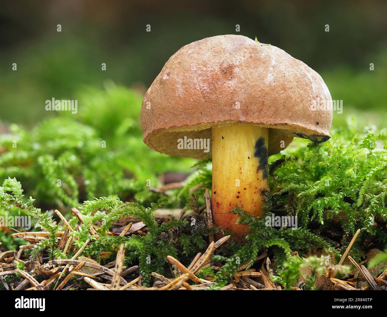 Blu-nero boleto, Cyanoboletus pulverulentus Foto Stock