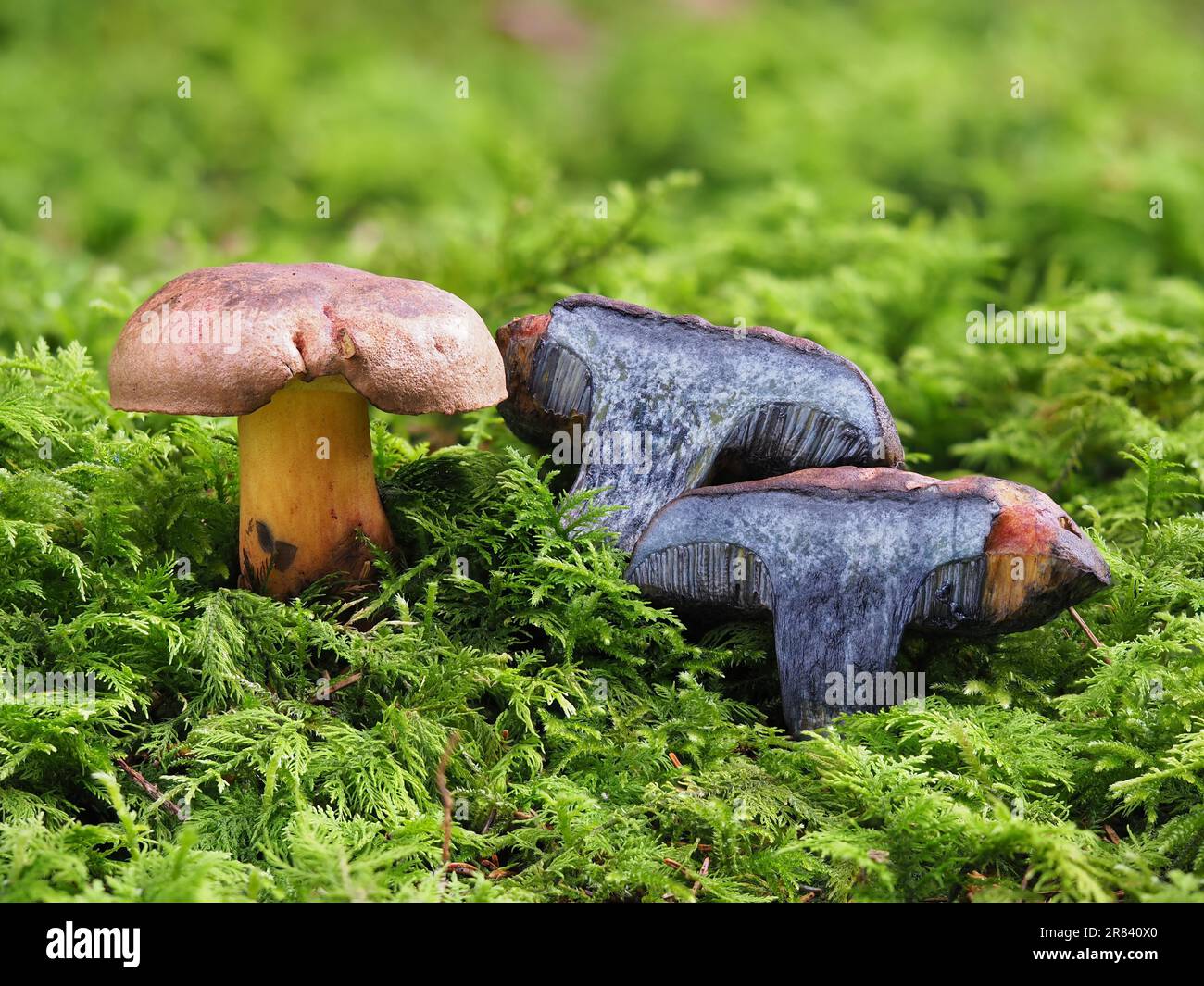 Blu-nero boleto, Cyanoboletus pulverulentus Foto Stock