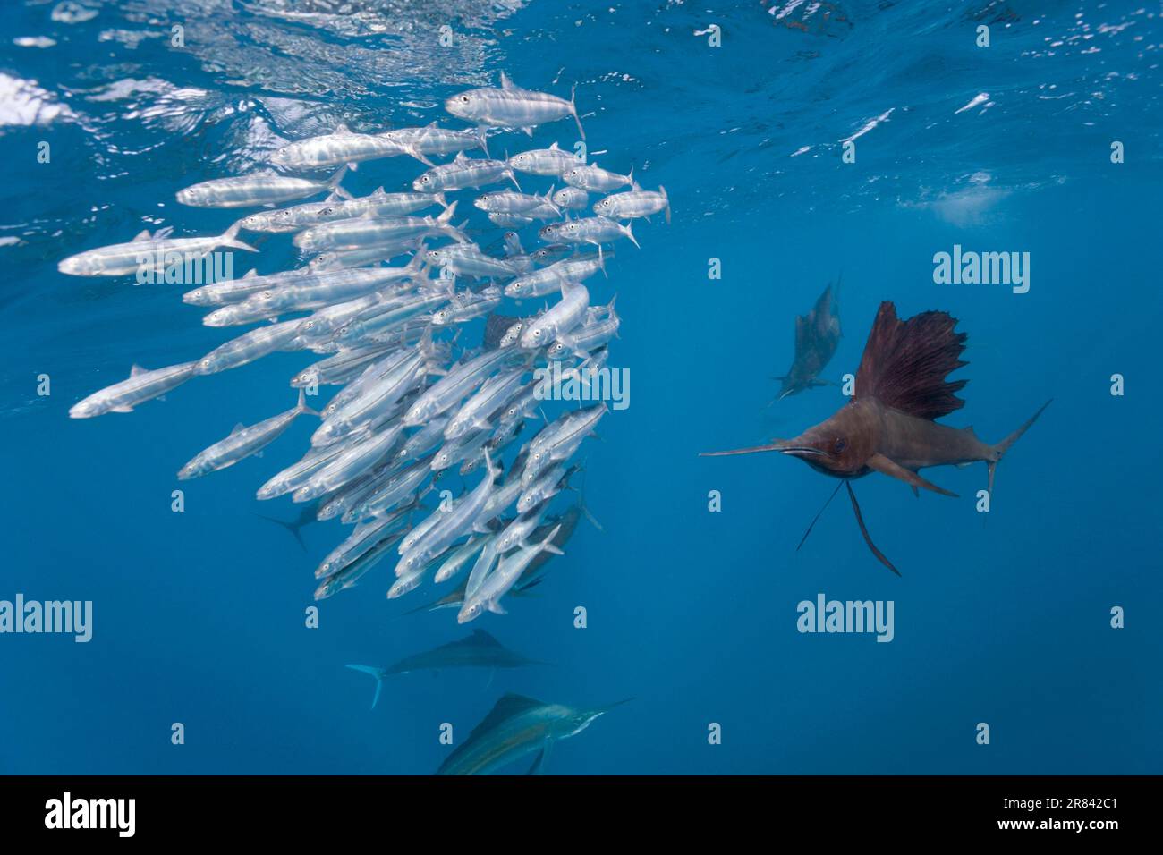 Atlantic Sailfish caccia Sardines, Isla Mujeres, Penisola dello Yucatan, Messico (Istiophorus albicans), Spearfish, Pesce spada Foto Stock