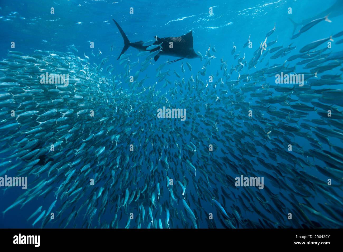 Atlantic Sailfish caccia Sardines, Isla Mujeres, Penisola dello Yucatan, Messico (Istiophorus albicans), Spearfish, Pesce spada Foto Stock