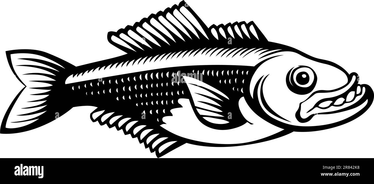 Angry Fish mezzo faccia su sfondo bianco Illustrazione Vettoriale