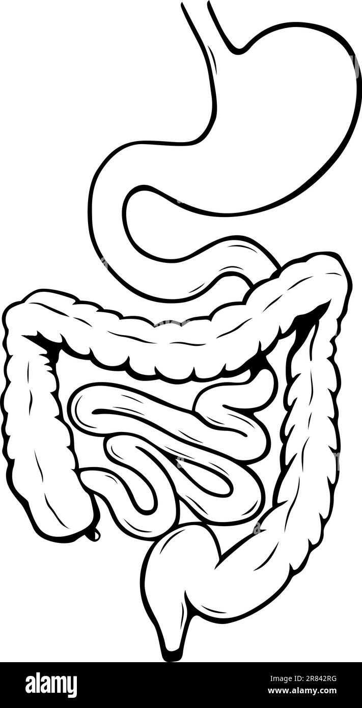 Sistema digestivo interno umano Illustrazione Vettoriale