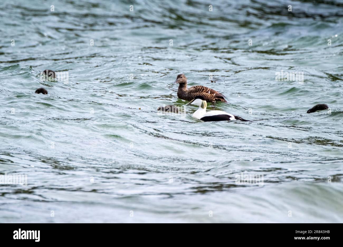 Famiglia degli Eiders comuni che addestrano i loro anatroccoli sull'Oceano Atlantico. Foto Stock