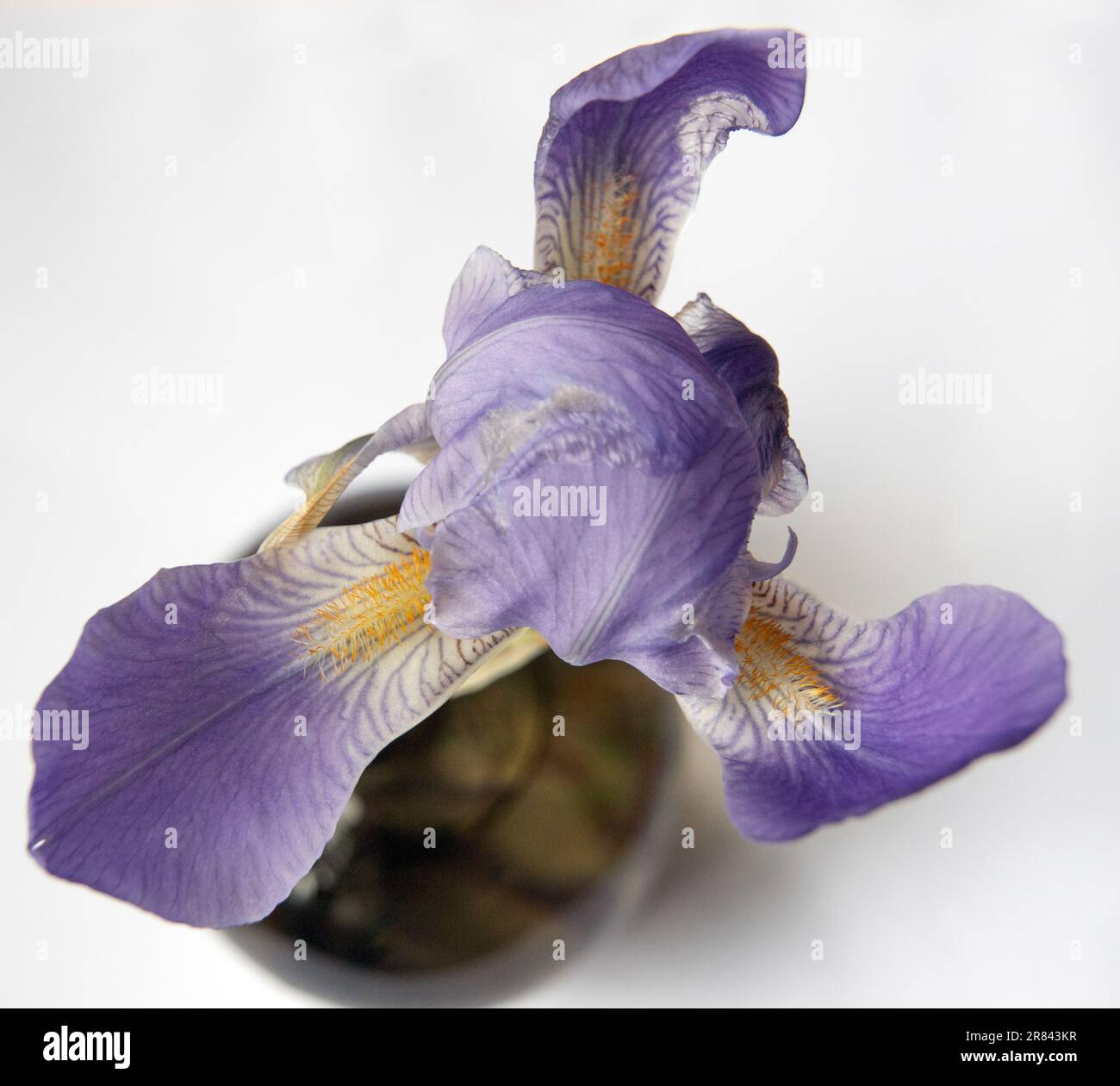Blu Iris sibirica con sfondo bianco, primo piano. Foto Stock