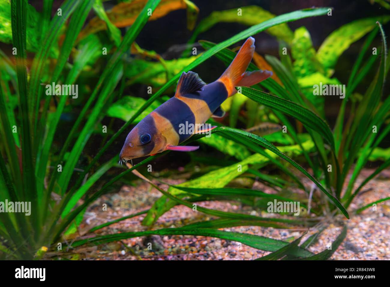 Clown Loach, Chromobotia macracanthus nuoto in acqua acquatica con alghe verdi. Famoso pesce d'acqua dolce per l'hobby dell'acquario. Organismo acquatico, sotto Foto Stock