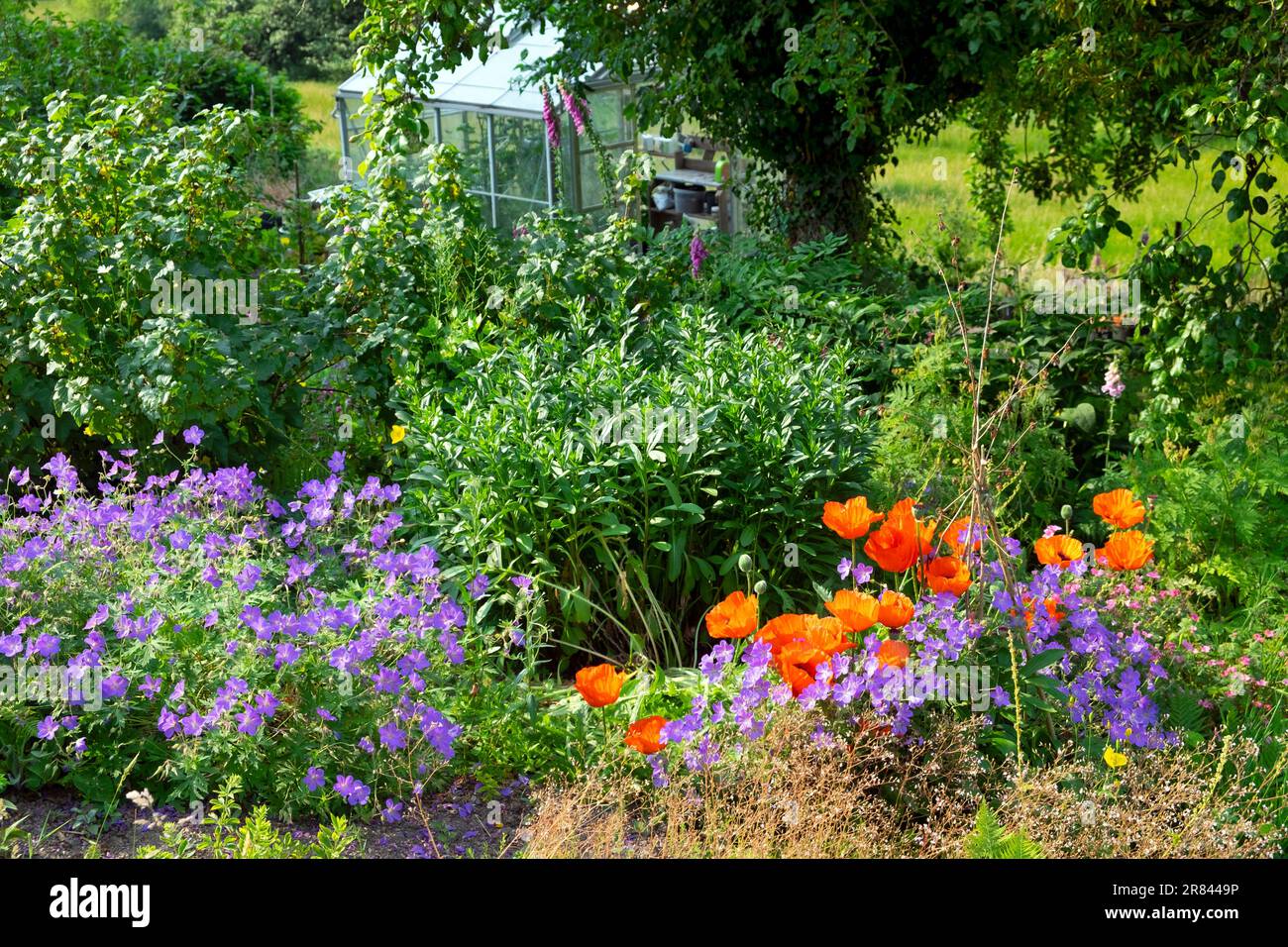 Papaveri rossi e viola blu Johnsons geranio fiori in estate fioriscono nel giardino di campagna di giugno nel Carmarthenshire Galles Regno Unito Gran Bretagna KATHY DEWITT Foto Stock