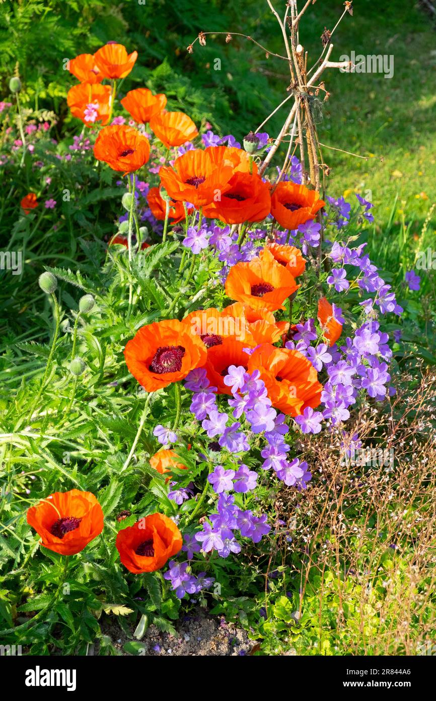 Papaveri rossi e viola blu Johnsons geranio fiori in estate fioriscono nel giardino di campagna di giugno nel Carmarthenshire Galles Regno Unito Gran Bretagna KATHY DEWITT Foto Stock