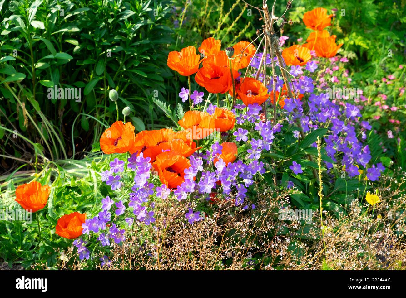 Papaveri rossi e viola blu Johnsons geranio fiori in estate fioriscono nel giardino di campagna di giugno nel Carmarthenshire Galles Regno Unito Gran Bretagna KATHY DEWITT Foto Stock