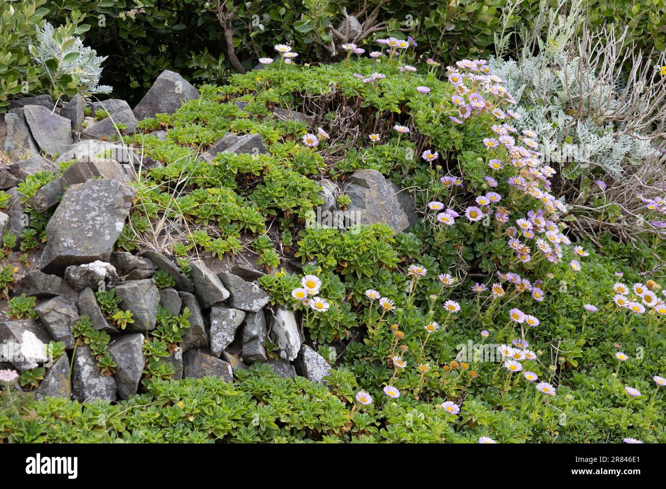 Margherite di mare, Erigeron glaucus Ker Gawi, fiorito a Polzeath Cornovaglia Foto Stock