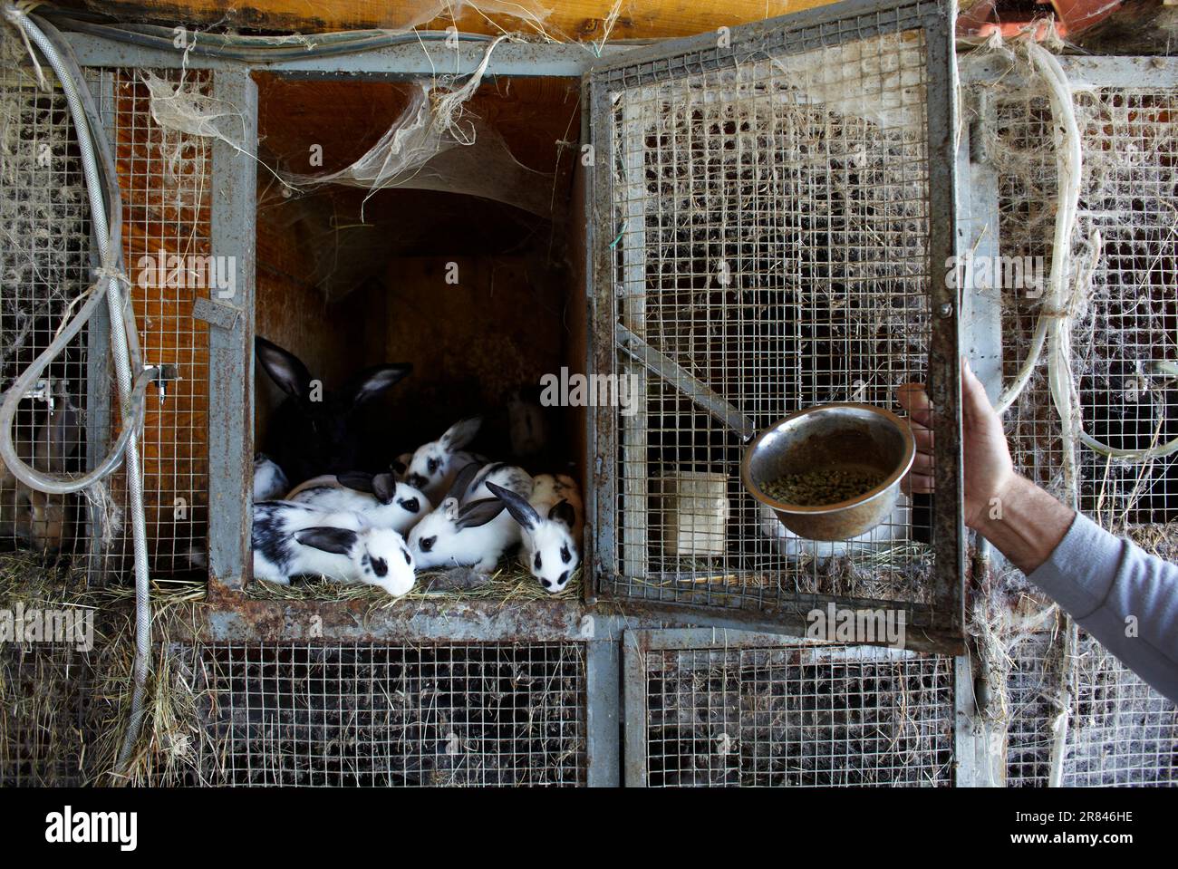 Una cucciolata di conigli in una fattoria turistica di famiglia, dove il coniglio è servito occasionalmente. Foto Stock
