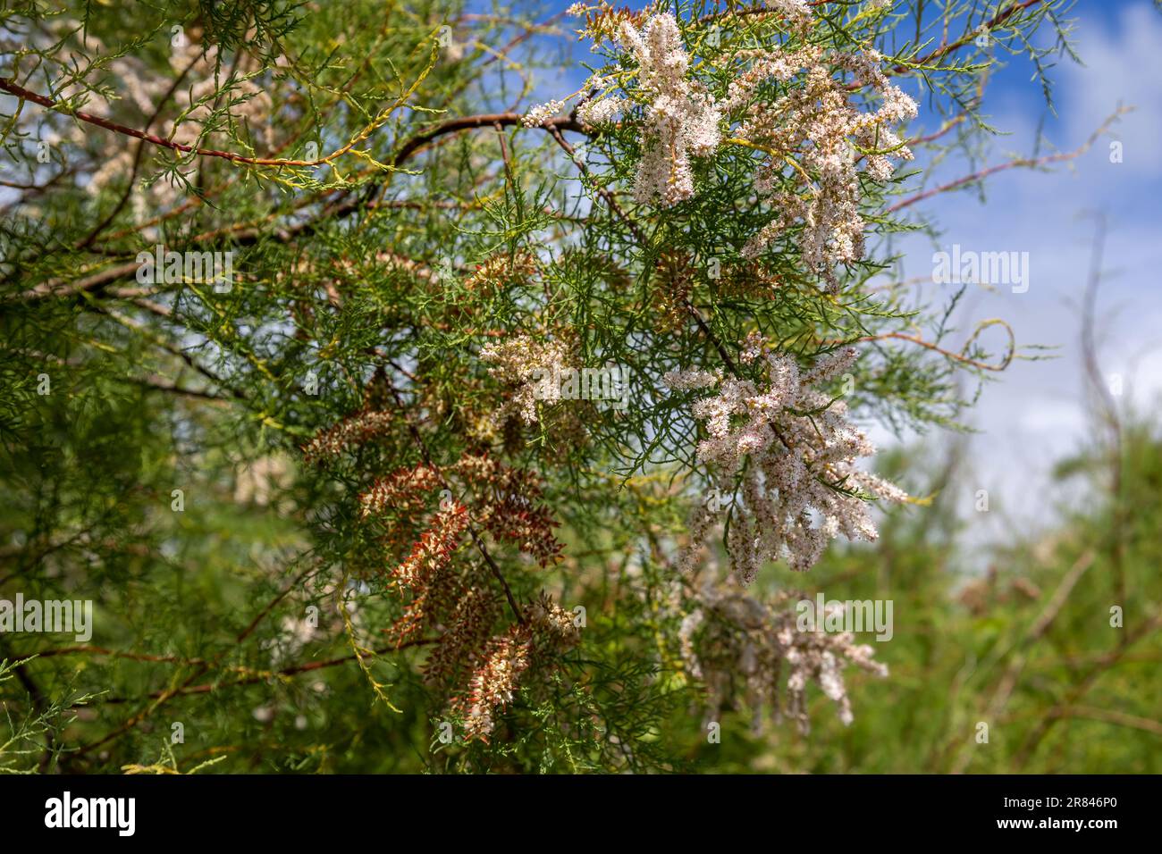 Tamarisco, Tamarix gallica, fiorito nella roccia Cornovaglia Foto Stock