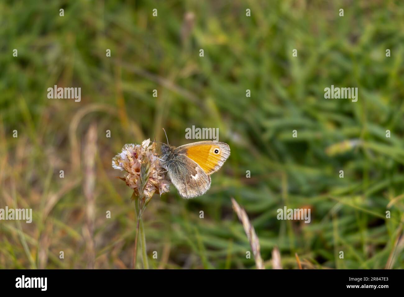 Piccola farfalla di brughiera, Coenonympha pamphilus, nutrirsi da un fiore selvatico vicino a Padstow Cornwall Foto Stock