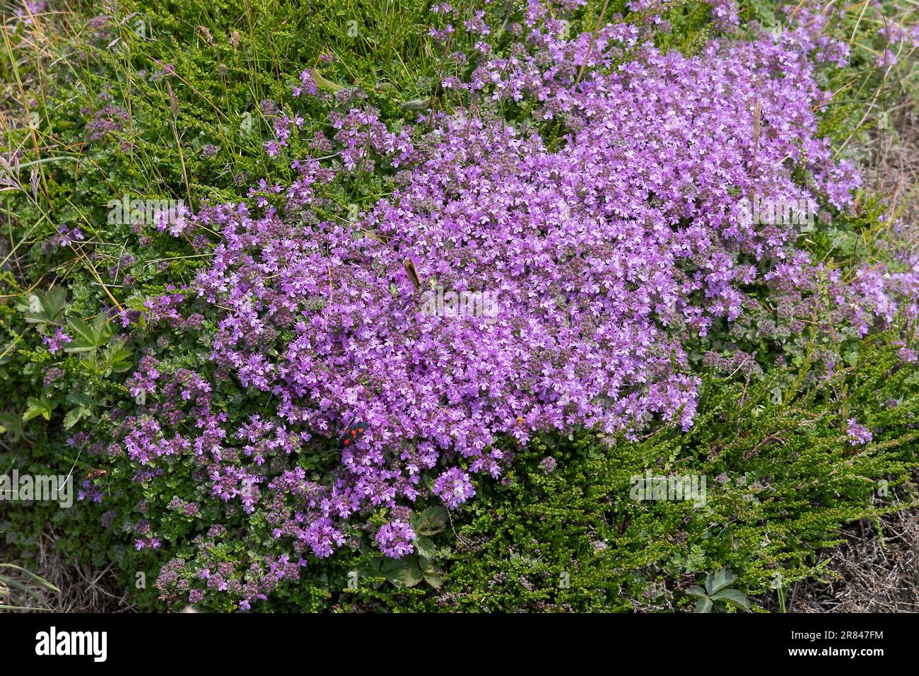 Thyme strisciante, Thymus praecox Opiz, fioritura vicino Padstow in Cornovaglia Foto Stock