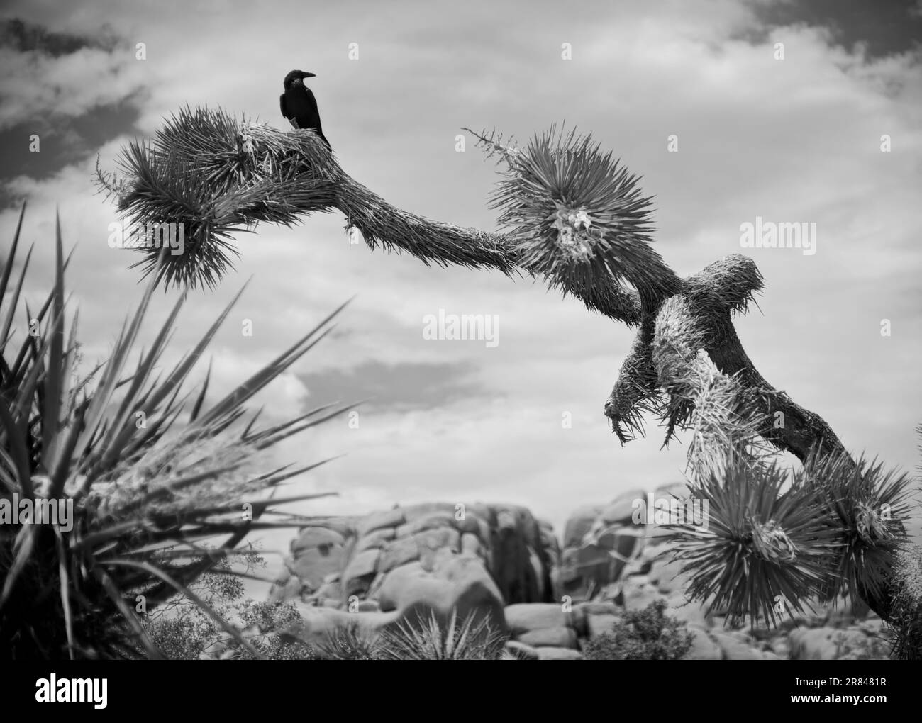 Un corvo perches sulla cima di un albero di Joshua nel Parco Nazionale di Joshua Tree. Foto Stock