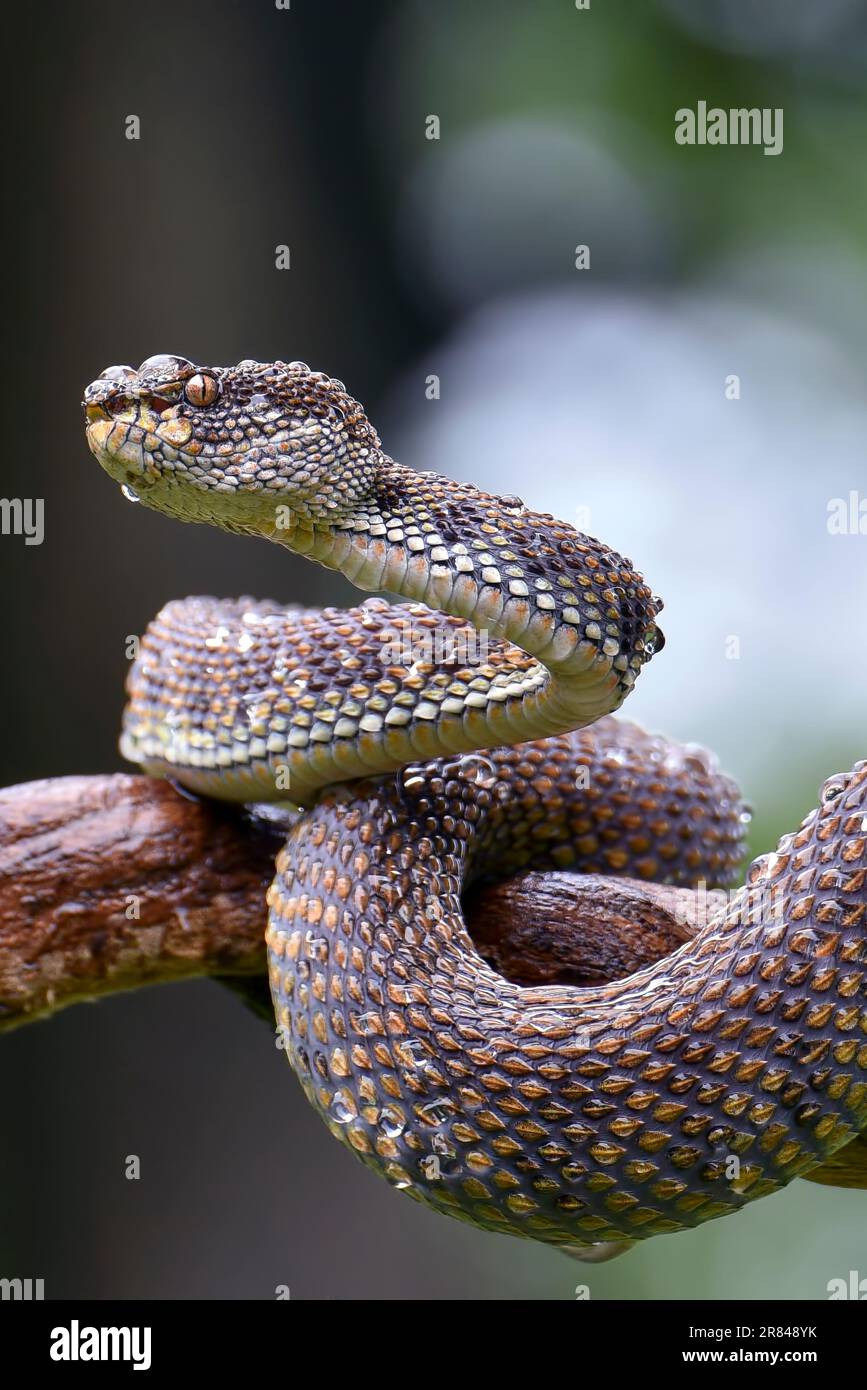 Vipera di buca di mangrovie ( Trimeresurus purpureomaculatus ) su un ramo di albero Foto Stock