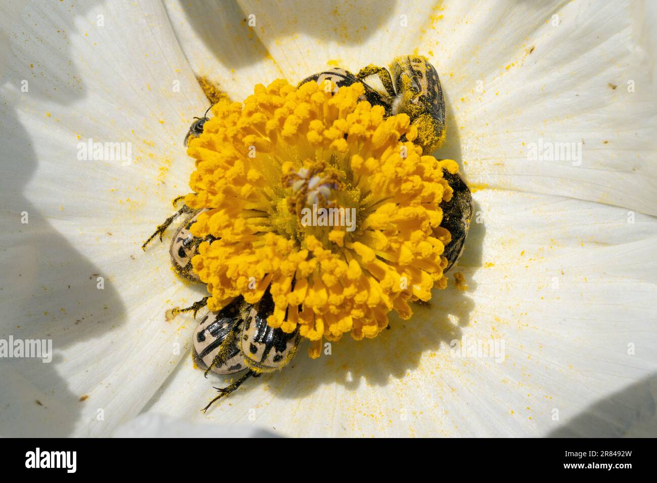 Kern's Flower scarabei su White Prickly Poppy Fiore Foto Stock