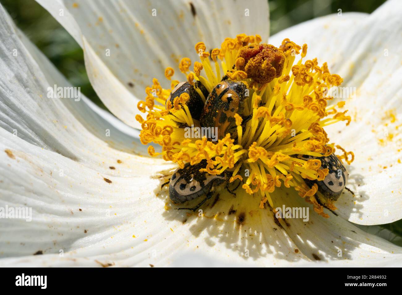Kern's Flower scarabei su White Prickly Poppy Fiore Foto Stock