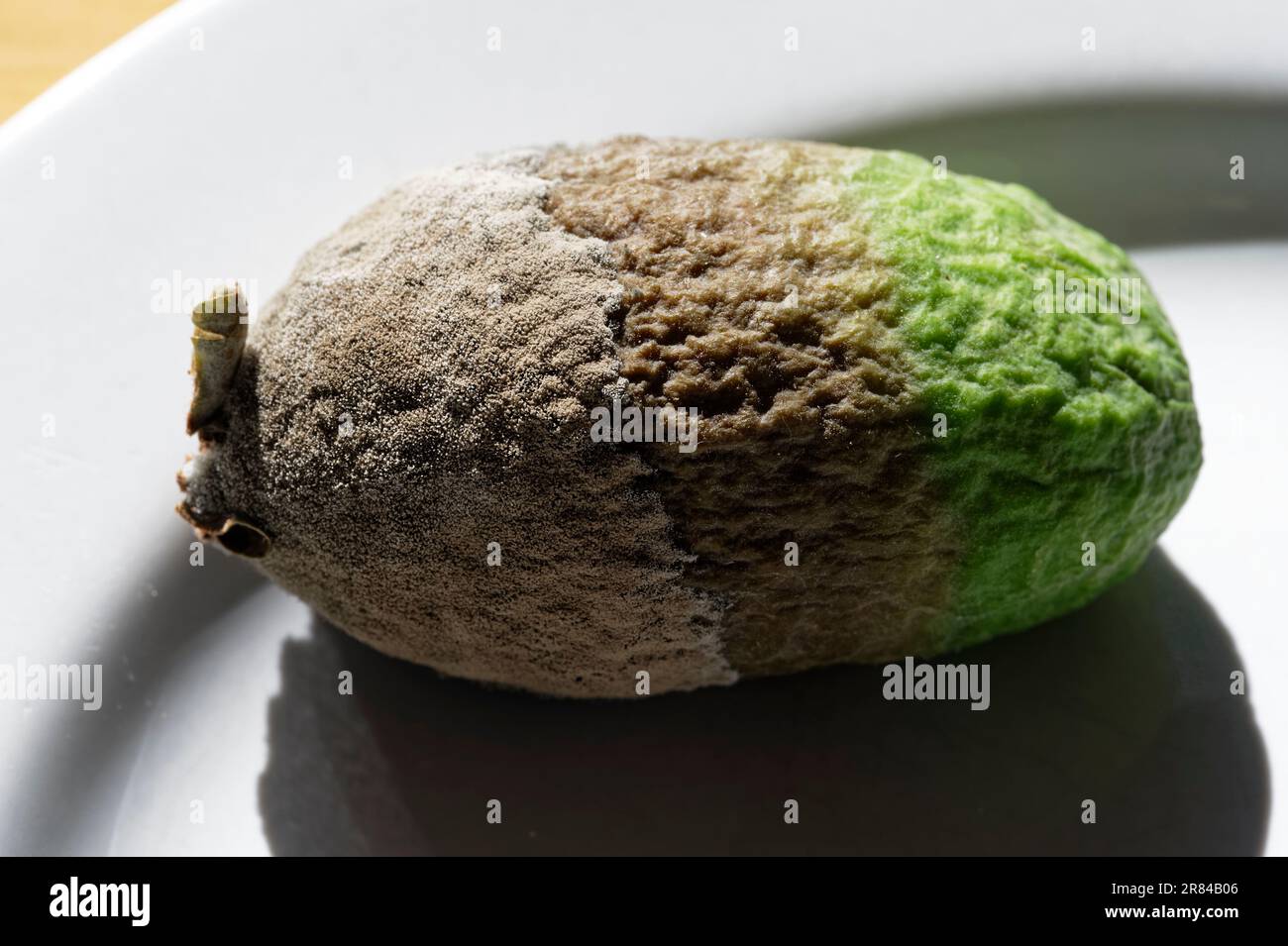 Un feijoa maturo sta cominciando a marcire, ha muffa su un'estremità ma è ancora verde sull'altra Foto Stock