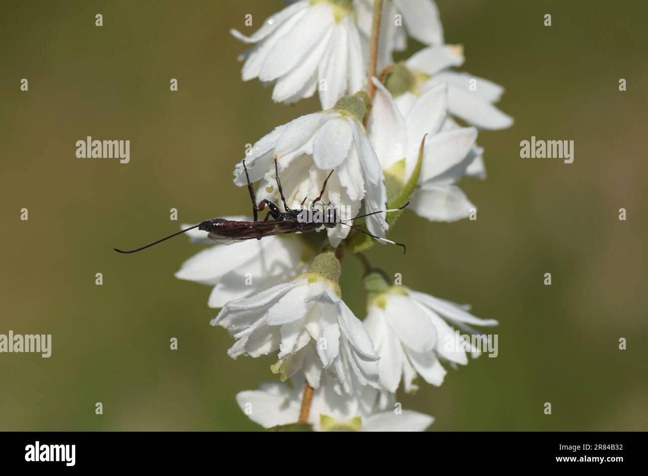 Closeup femmina parassita wasp Xorides. Sottofamiglia Xoridinae, caspe di ichneumon o ichneumonidi (Ichneumonidae). Fiori bianchi dell'arbusto Deutzia Foto Stock