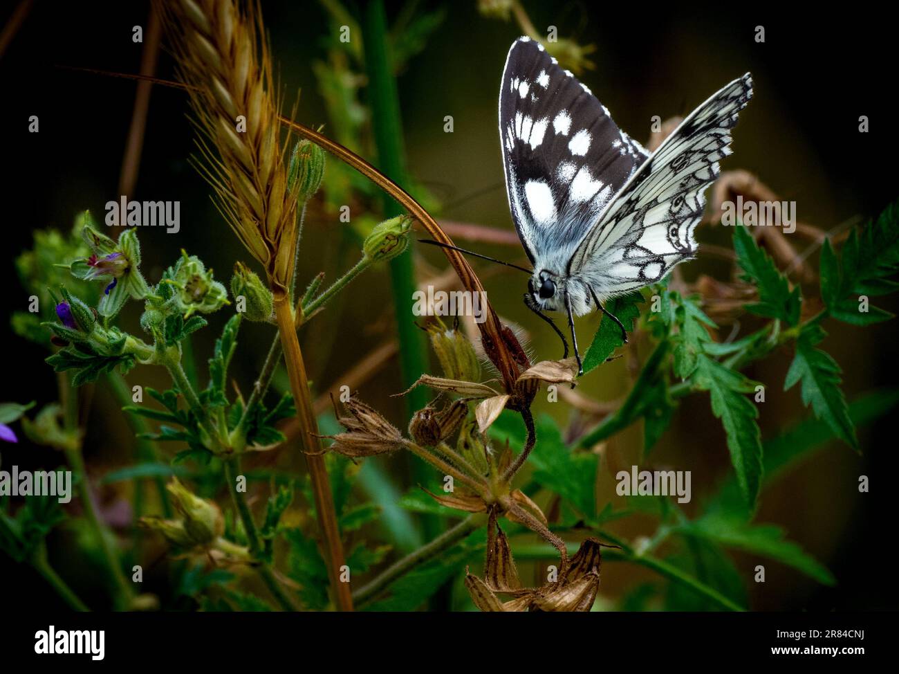 Strandja mountians Bulgaria 19 giugno 2023: Fauna Marble White Butterfly (Melanargia galathea) e samll Skipper Butterfly (Thymelius sylvestris) :Clifford Norton Alamy Credit: Clifford Norton/Alamy Live News Foto Stock