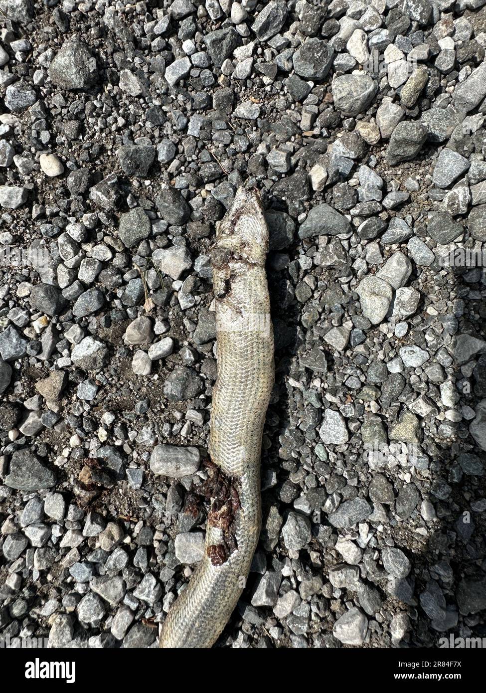 Serpente morto, verme lento su una strada Foto Stock