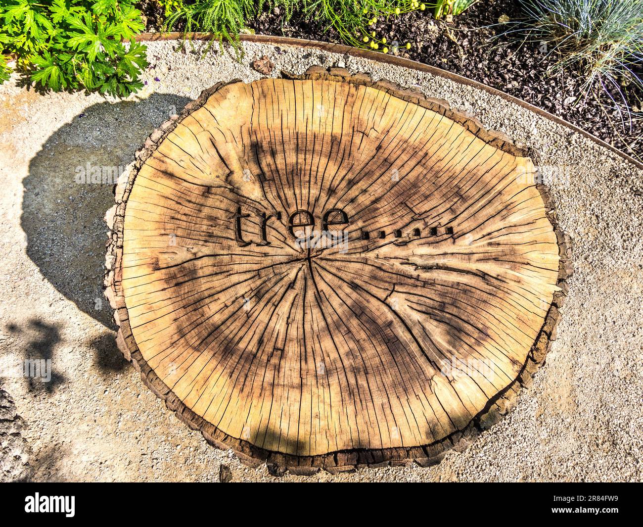 Sezione di tronco d'albero con x incisa in superficie in esposizione ornamentale al Domaine de Chaumont-sur-Loire, Loir-et-Cher (41), Francia. Foto Stock