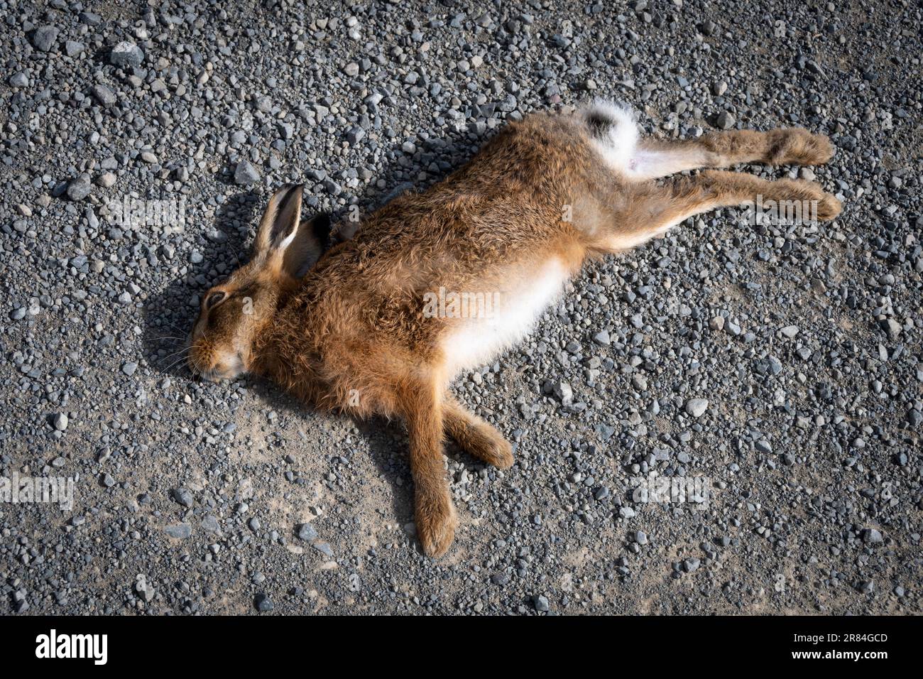 Coniglio morto sulla strada di ghiaia, Clarence Valley Road, vicino a Hanmer Springs, South Island, nuova Zelanda Foto Stock
