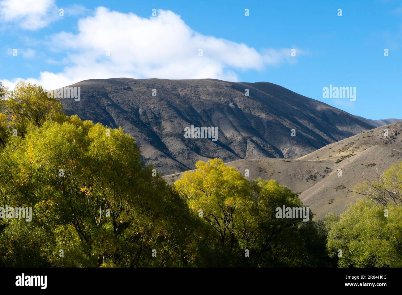 Salici gialli e montagne, Acheron, vicino a Hanmer Springs, Canterbury, South Island, Nuova Zelanda Foto Stock