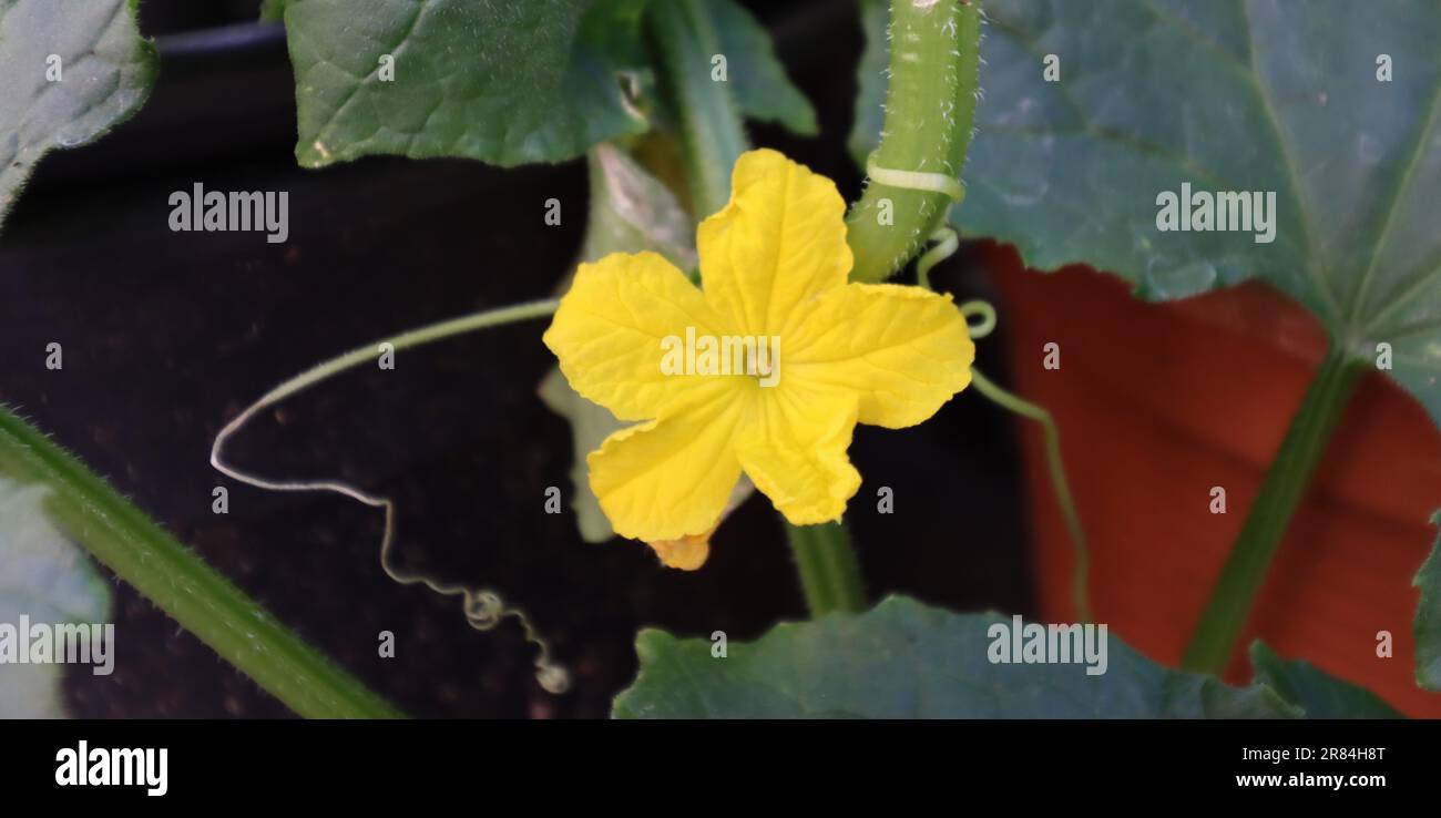 Fiore giallo di uno spuntino di cetriolo che cresce in un vaso di fiori Foto Stock