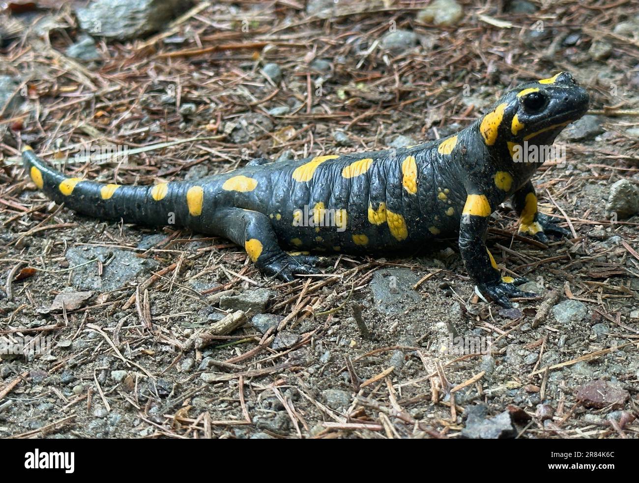 Salamandra fuoco in montagna dopo una doccia a pioggia Foto Stock