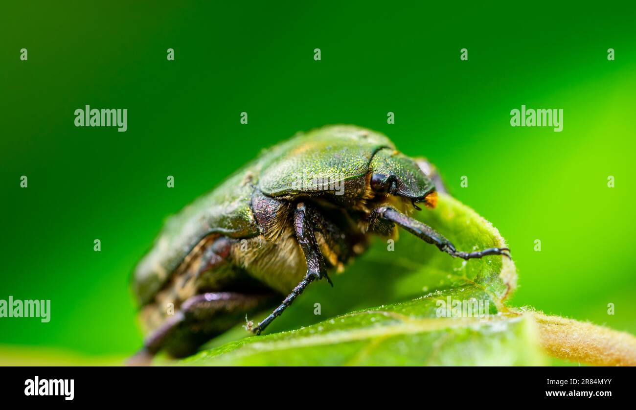 Macro scatto di una mosca Cetonia aurata Foto Stock