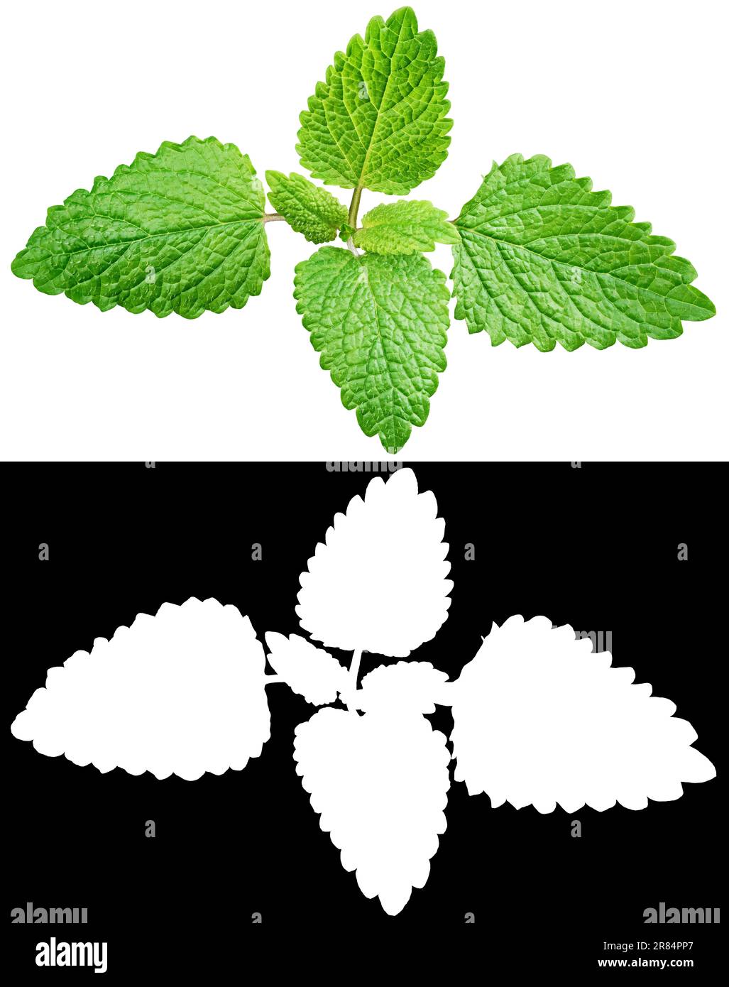 Foglie di menta fresca cruda o di melissa isolate su sfondo bianco con maschera di ritaglio (canale alfa) per un rapido isolamento. Profondità di campo completa. Foto Stock