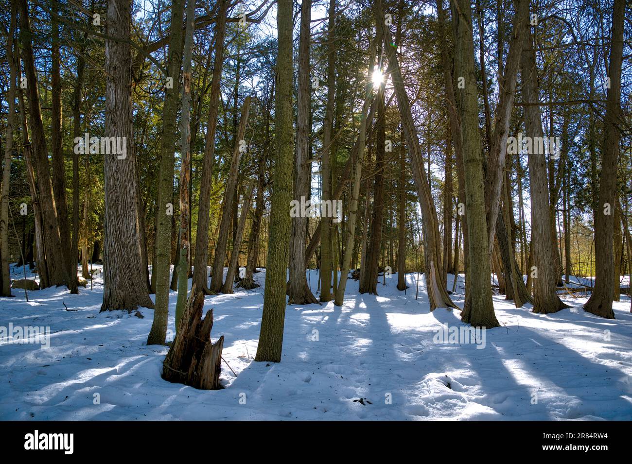Luce del sole che sbirciava attraverso gli alberi con una luce parassita. La foresta in inverno. Foto Stock