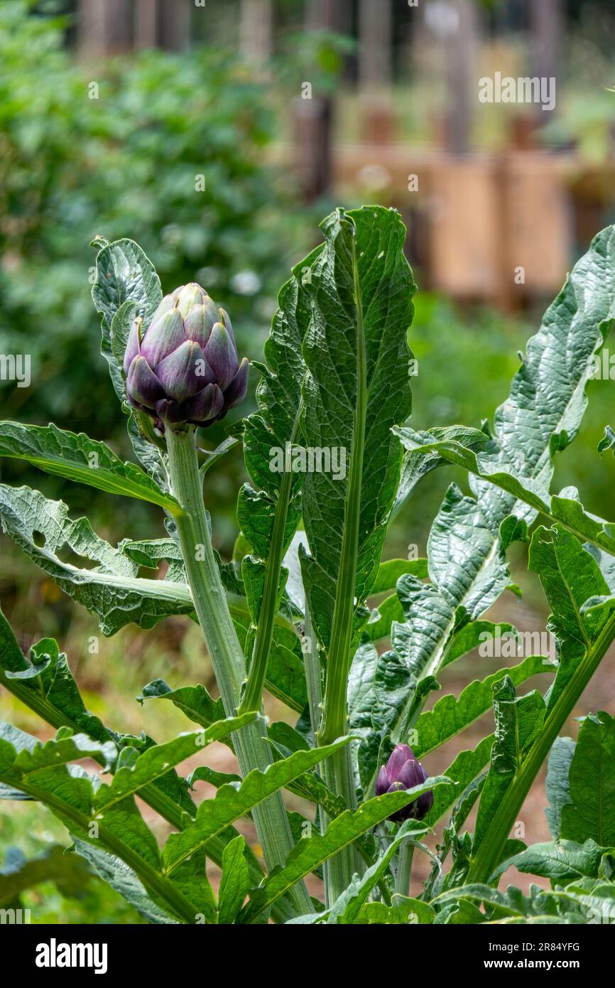 I frutti maturi del carciofo si avvicinano su uno sfondo verde sfocato Foto Stock