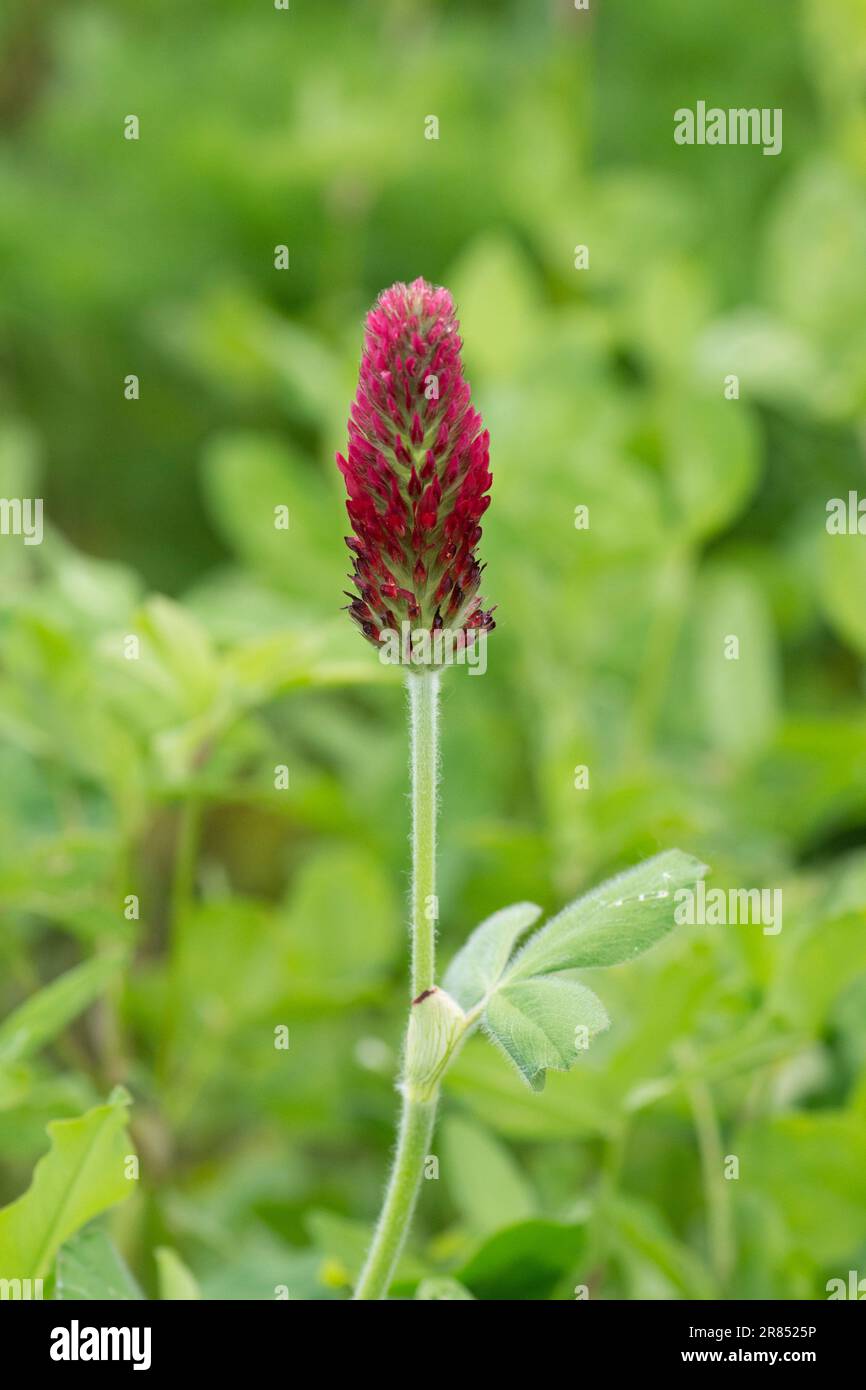 Trifolium incarnatum, trifoglio di cremisi, trifoglio italiano, teste di fiori, fiori, Sussex, maggio Foto Stock