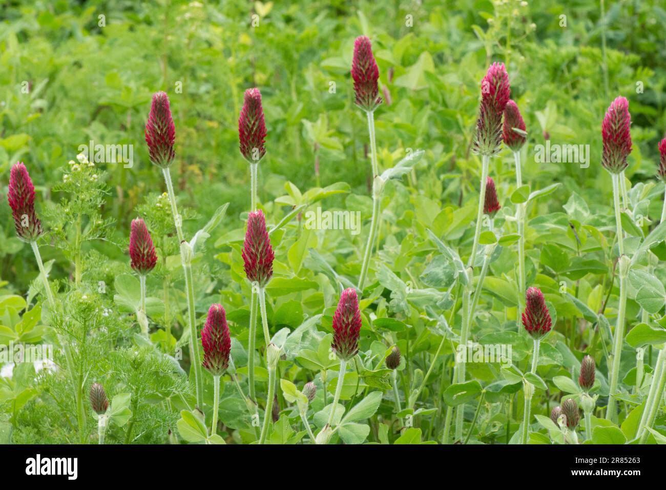 Trifolium incarnatum, trifoglio di cremisi, trifoglio italiano, teste di fiori, fiori, Sussex, maggio Foto Stock
