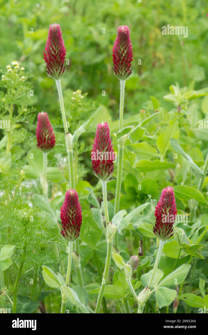 Trifolium incarnatum, trifoglio di cremisi, trifoglio italiano, teste di fiori, fiori, Sussex, maggio Foto Stock
