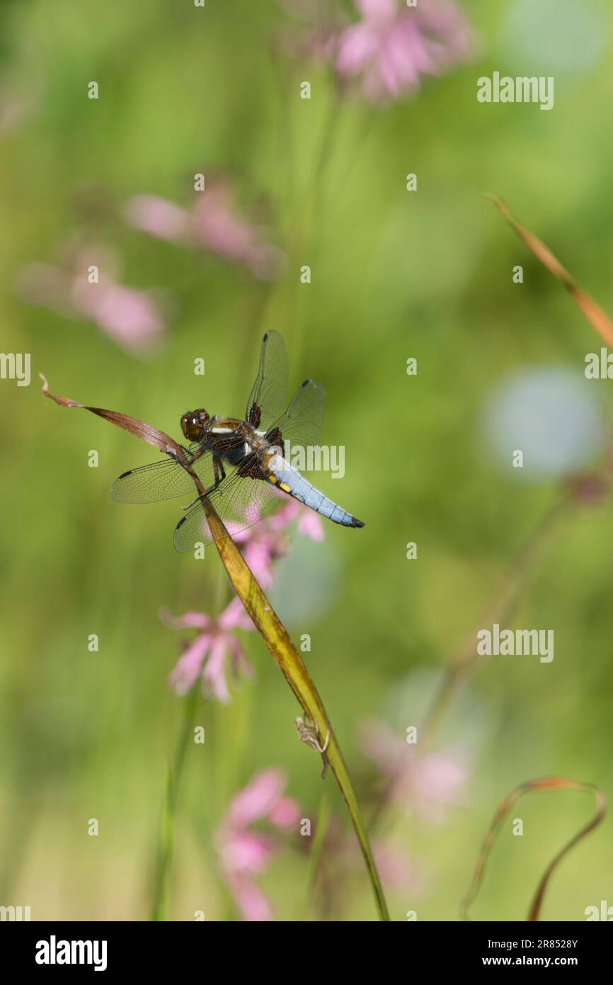 Chaser corposo, Libellula deprea, maschio, libellula riposante con fiori fuori fuoco blured in background, Ragged Robin, maggio Foto Stock