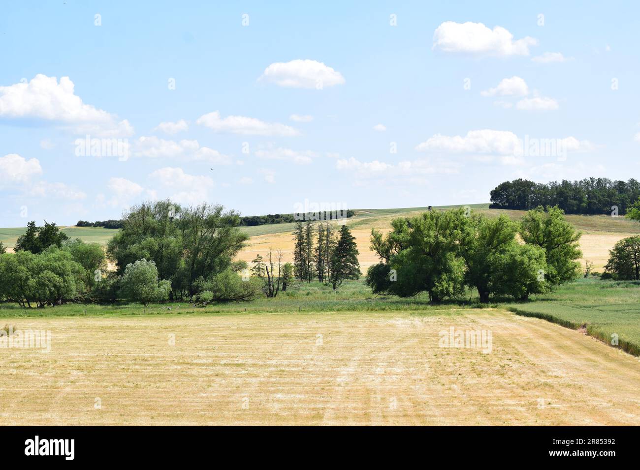 Campi di grano sulla palude Foto Stock