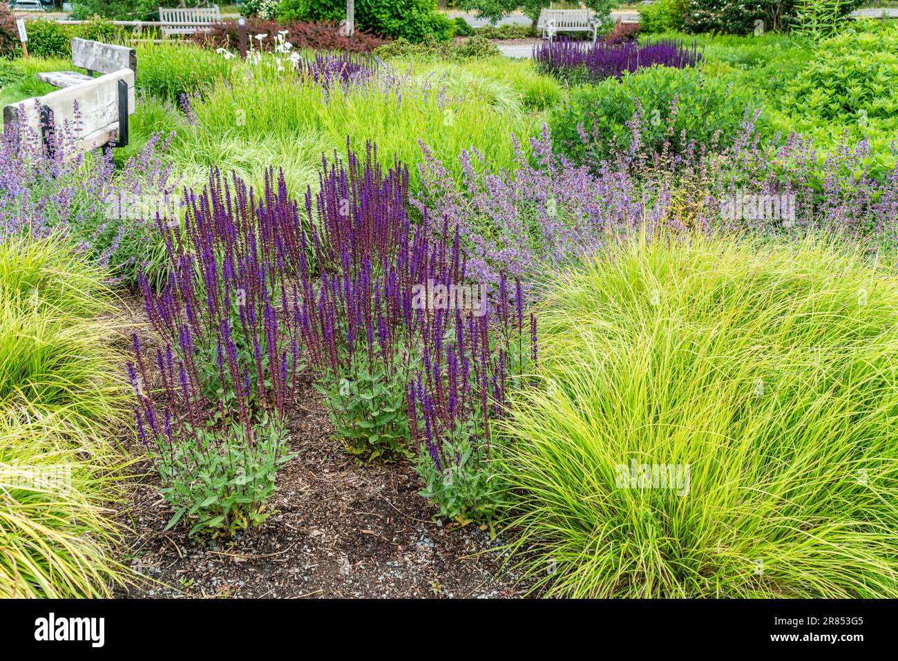 Una varietà di piante in un giardino a Bellevue, Washington. Foto Stock