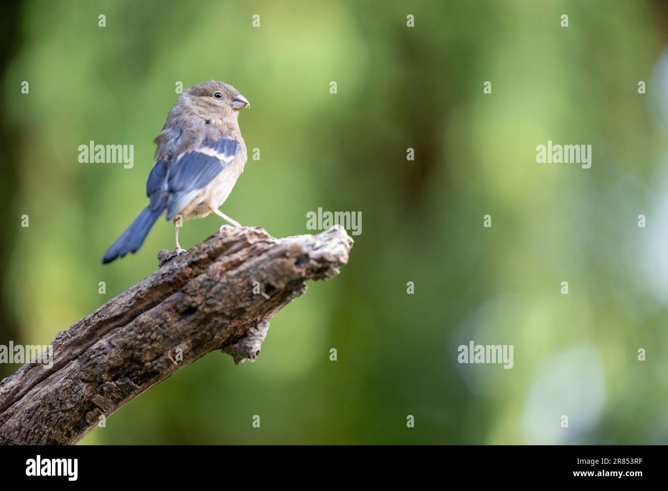 Giovane giovenile Eurasian Bullfinch (Pyrhula pirrhula) arroccato alla fine di un ramo con uno sfondo verde fogliame. Yorkshire, Regno Unito (giugno 2023) Foto Stock