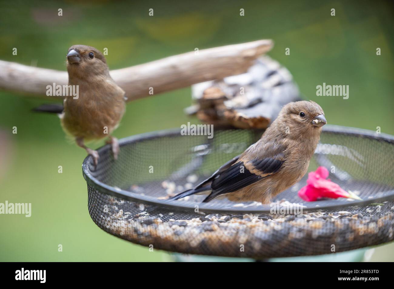 Due giovinche (pirrhula pirrhula) che si nutrono da un vassoio di alimentazione degli uccelli riempito di cuori di girasole, in un giardino - Yorkshire, UK (giugno 2023) Foto Stock