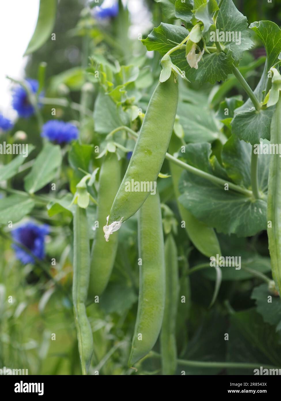 Primo piano dei baccelli di piselli che crescono su una pianta di piselli in un giardino in stile cottage, in un orto o in un orto in estate in Gran Bretagna Foto Stock
