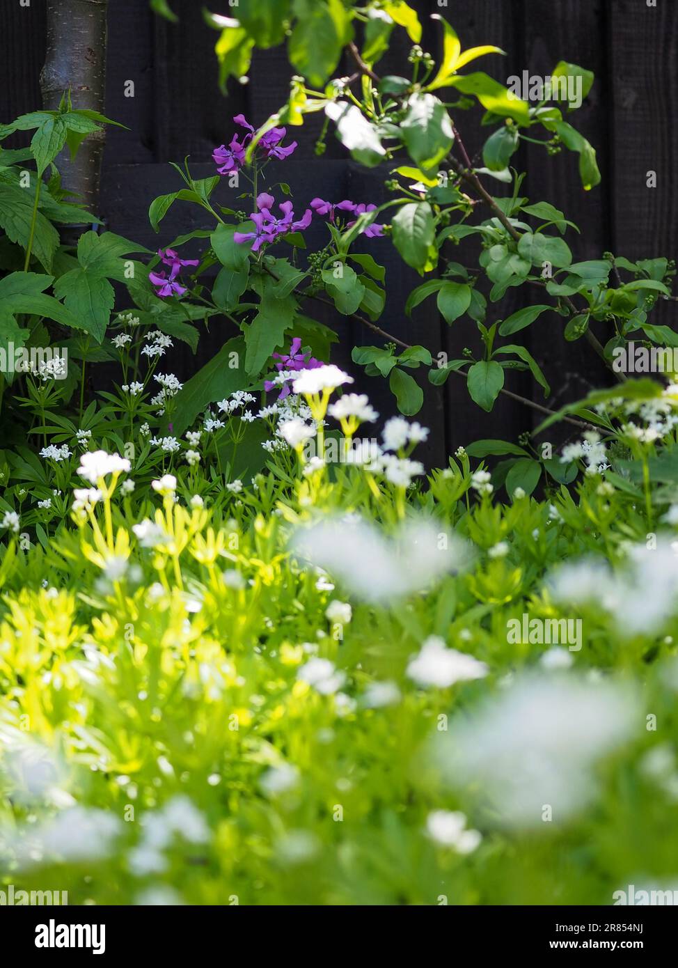 Graziosa area di fiori selvatici di un giardino di campagna che mostra l'onestà troppo coltivata e piante di bosco all'ombra taccata per attirare impollinatori e altri insetti Foto Stock