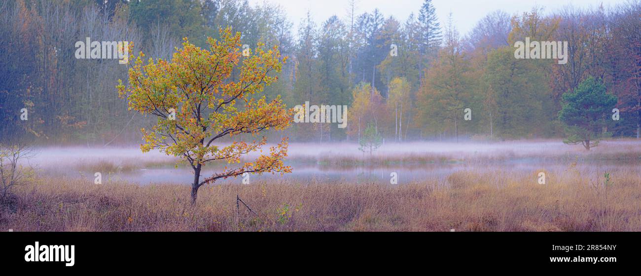 Piccolo albero di quercia lungo palude con nebbia e foglie autunnali di brithley Foto Stock