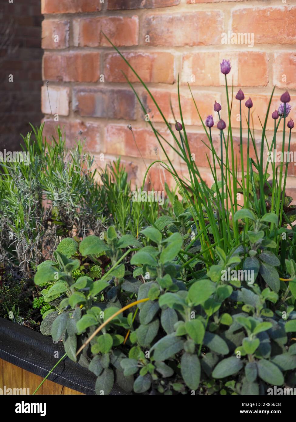 Erbe aromatiche in un giardino rialzato o in una finestra contro un vecchio muro di mattoni nel Regno Unito in un soleggiato giorno primaverile, con erba cipollina, salvia e rosmarino visibili Foto Stock Erbe aromatiche in un giardino rialzato o in una finestra contro un vecchio muro di mattoni nel Regno Unito in un soleggiato giorno primaverile, con erba cipollina, salvia e rosmarino visibili Foto Stock