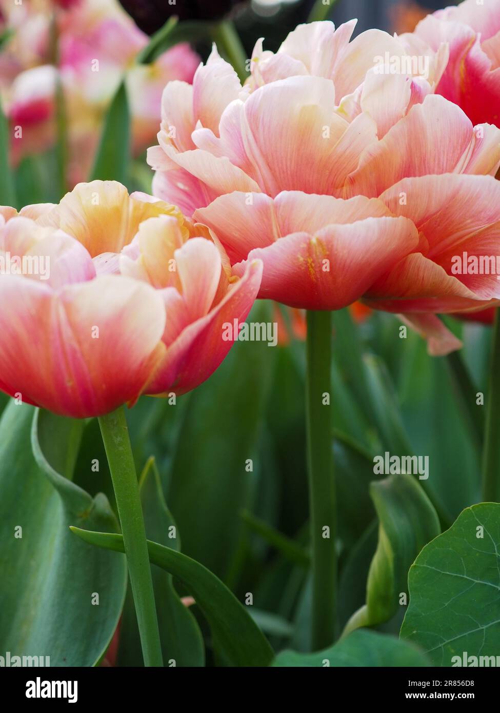 Primo piano del fiore di Tulip "Copper Image" che mostra i loro forti steli e i fiori a doppia peonia di arancia e rosa con petali multicolori Foto Stock